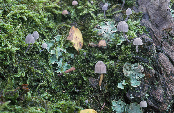 Mycena pseudocorticola